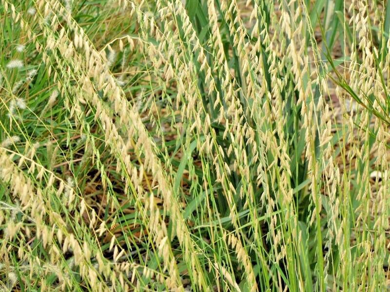 500+ SIDEOATS GRAMA Seeds Native Prairie Tall Grass Clumping Ornamental ...