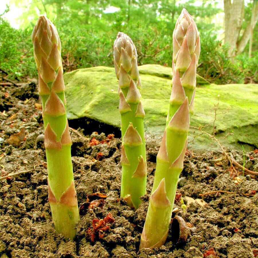 1 OZ=600+ MARY WASHINGTON ASPARAGUS Seeds American Heirloom