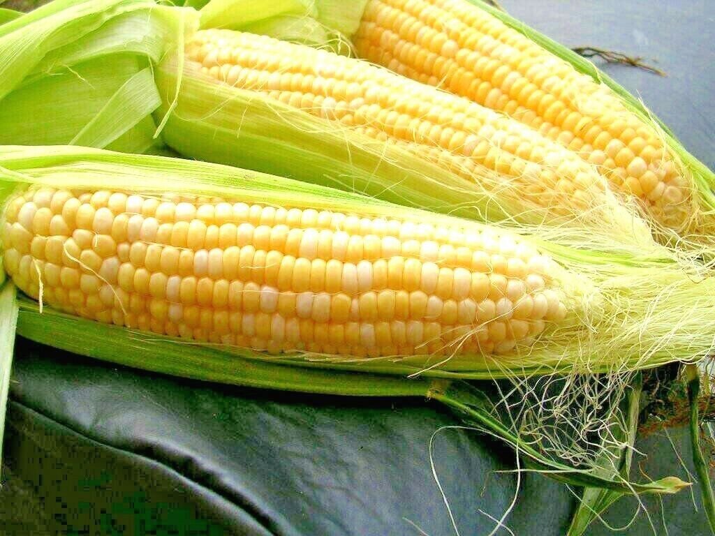 60+ PEACHES & CREAM EXTRA SWEET CORN Seeds BiColor Hybrid Better Tip