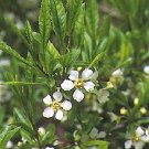5 CHERRY PRINSEPIA Chinese Sinensis Edible Red Fruit Tree Shrub Flower Seeds