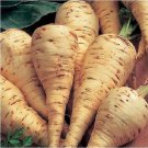 1000 PARSNIP Improved HOLLOW CROWN Pastinaca Sativa White Root Vegetable Seeds
