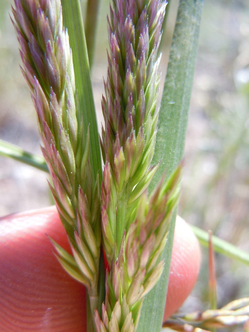 1500 PRAIRIE JUNEGRASS Koeleria Cristata June Crested Hair Grass Flower