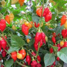 200 SANTA Fe GRANDE PEPPER (Guero Chili Pepper / Yellow Hot Chili Pepper) Capsicum Annuum Vegetable 