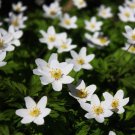 5 MADONNA ANEMONE Sylvestris White & Yellow Flower Seeds