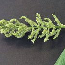 150 JAPANESE MILLET Billion Dollar Grass Grain Echinochloa Frumentacea Seeds