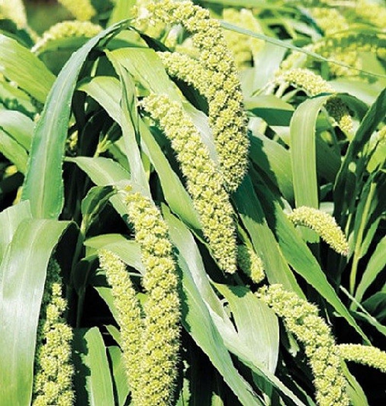 50 LIMELIGHT SPRAY MILLET Light Lime Green Flower Setaria Italica Grass Seeds