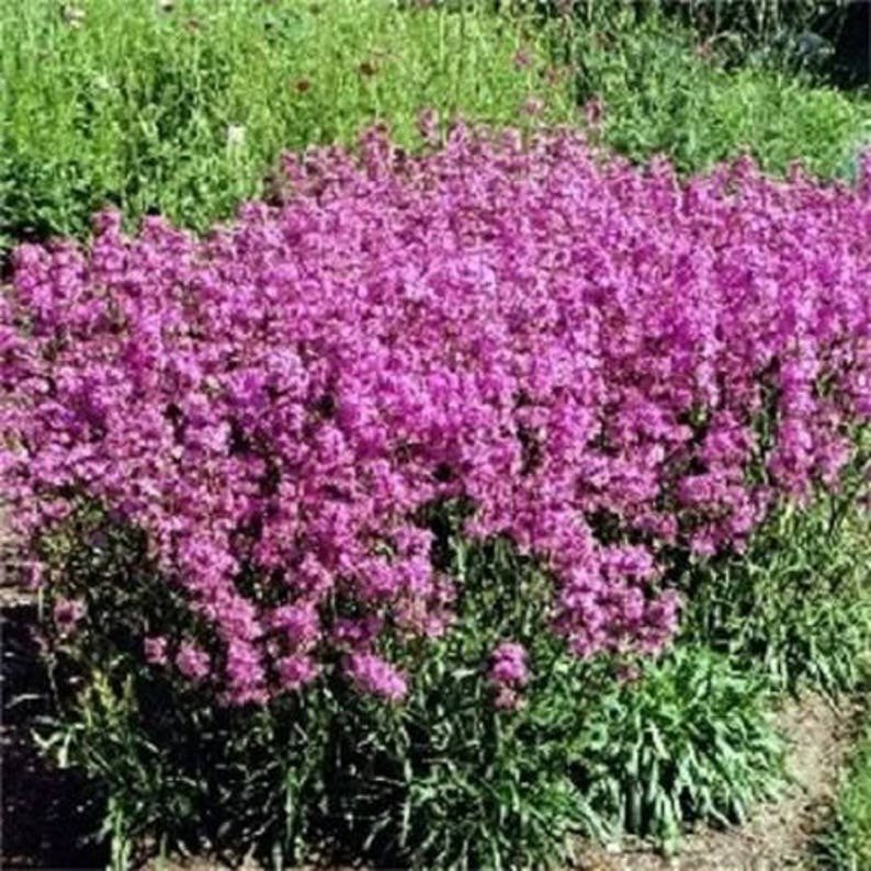 1000 TALL CATCHFLY (Campion / None So Pretty) Silene Armeria Pink Flower Seeds