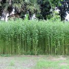 100 TOSSA JUTE Mallow Corchorus Olitorius African Sorrel Bush Okra Twine Vegetable Seeds