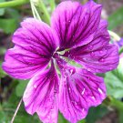 20 MAURITANIAN MALVA Mallow Malva sylvestris var. mauritania Flower Seeds