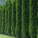 50+ THUJA TREE SEEDS (Thuja occidentalis) White Cedar Arborvitae Hedge Row FAST