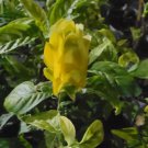 PACHYSTACHYS LUTEA ~YELLOW SHRIMP PLANTS LIVE PLANTS~ 3 TO 5 INCHES TALL