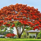 Red Delonix Regia~Flamboyant~Royal Poinciana Live Plant Flamboyan 5 to 7" tall