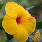 EXOTIC TEQUILA HIBISCUS STARTER LIVE PLANT 7 INCHES TALL