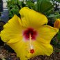 EXOTIC TEQUILA HIBISCUS STARTER LIVE PLANT 7 INCHES TALL