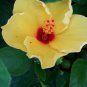 EXOTIC TEQUILA HIBISCUS STARTER LIVE PLANT 7 INCHES TALL
