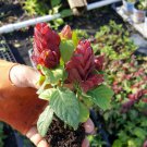 JUSTICIA BRANDEGEANA~RED MAROON SHRIMP PLANTS LIVE PLANTS~ 5 TO 7 INCHES TALL