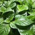 Lot of 3 LIVE 75 + DAY OLD SUPER HOT PEPPER PLANTS