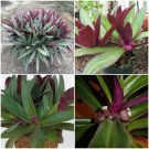 Tradescantia Spathacea~Boat Lily~Moses in the Cradle~Oyster Plant EZ Care