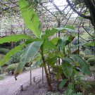 Musa - Basjoo Banana - Banana Tree - 1 Ft. Tall - Cold Hardy Variety 10 °F