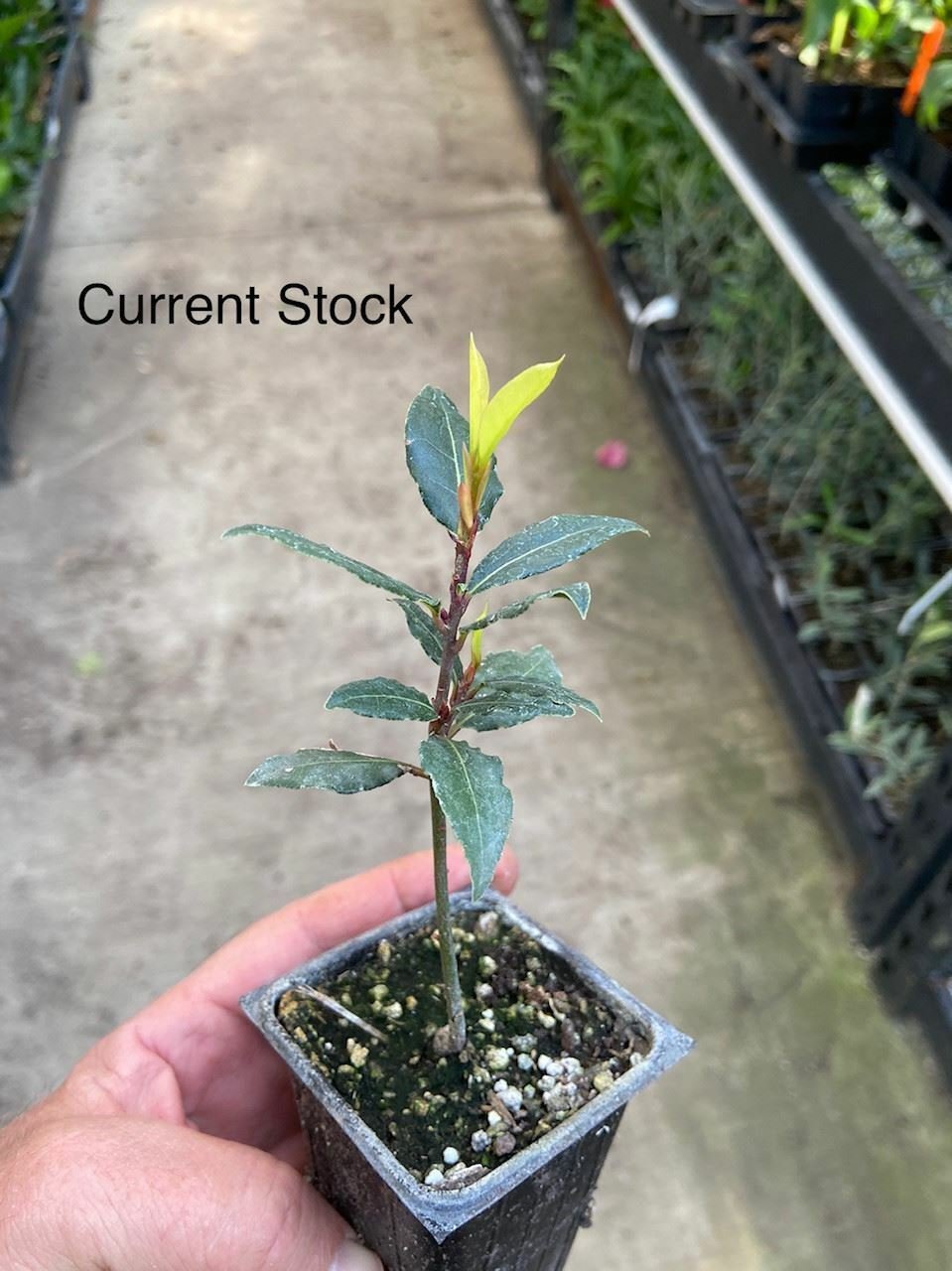 Laurus nobilis - 'Bay Leaf Tree' - Bay Laurel or Sweet Bay