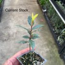 Laurus nobilis - 'Bay Leaf Tree' - Bay Laurel or Sweet Bay