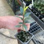 Laurus nobilis - 'Bay Leaf Tree' - Bay Laurel or Sweet Bay