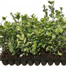 (30 trees) Confederate Jasmine Variegated - Live Plants - Trachelospermum Jasminoides
