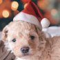 Small Christmas Hat Cat Dog Santa Claus Plush Cap Xmas Cute Funny Pet Cosplay