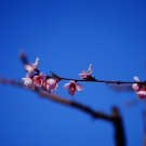 Peach blossom