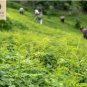 organic jiaogulan sweet tea eliminate bad emotions in COVID-19 Pandemic 250g