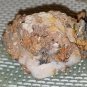 31.90 gram Vanadinite Crystal