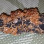 40.01 gram Vanadinite Crystal