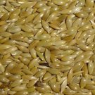 Alpiste Canary Seeds 1 Lbs Alpiste birds food
