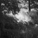 gray world