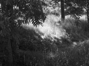 gray world