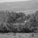 trees