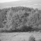 gray trees