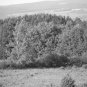 gray trees