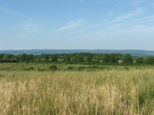 the old land