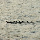momma and babby ducks