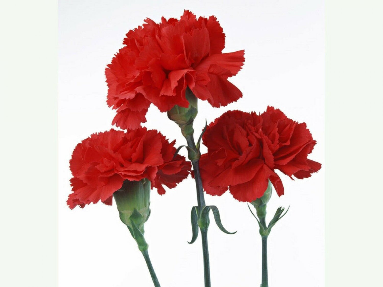 Red Carnation Flower 100 Seeds Buy 4 Items Free Shipping!
