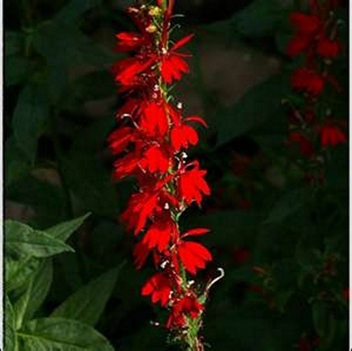 Cardinal Flower 50 Seeds 50 Off Sale