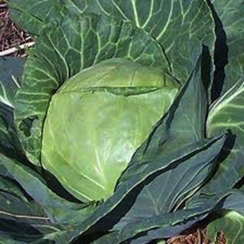Late Flat Dutch Cabbage *Heirloom* (500 Seed'S)