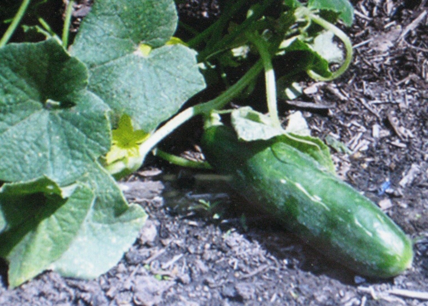 Cucumber * Muncher * 25 Seeds