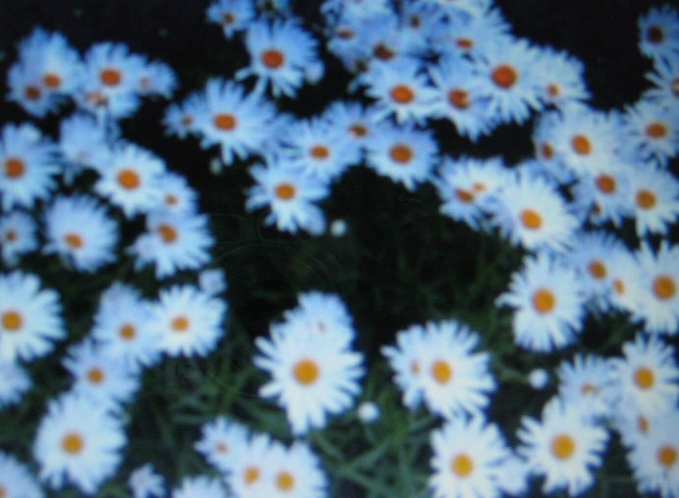 Shasta Daisy Alaska Beloved Flower Attracts Butterflies