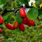 20 SEEDS EUROPEAN BARBERRY Berberis Vulgaris