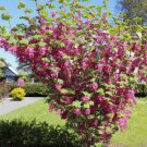 10 Red Flowering Currant Shrub Seeds (Ribes sanguineum) Ornamental Hedge Bush