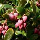 20 BEARBERRY Arctostaphylos Uva-Ursi Kinnikinnick Pinemat Manzanita Flower Seeds