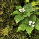 15 WESTERN BUNCHBERRY Alaskan Dogwood Cornus Unalaschkensis White Sun Shade Seed