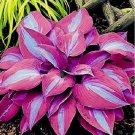 100 Purple Hosta Plant Seeds Hosta plantaginea Garden Flowers Perennials